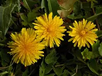 DSCN1534.webp