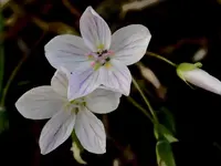 DSCN1537.webp