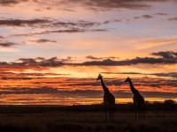 Giraffe at Sunrise, Masai-Mara Game Reserve, Kenya.jpg