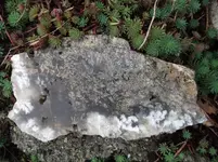 DSCF5550.webp
