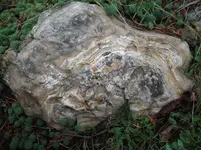 DSCF5517.webp