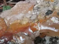 DSCF5576.webp