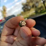ball small.webp