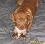 Dog_eat_cat.webp