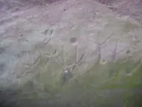 Turkey and deer tracks.webp