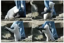 1 A Polar Bear Attack.webp