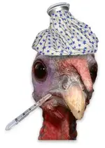 sickturkey.webp sickturkey.webp