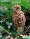 morel.webp