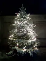 Xmas 2.webp
