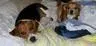 sassybeebee.webp