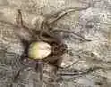 brown recluse.webp