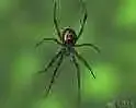 black widdow.webp