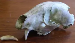 Skull resized.webp