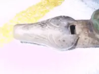 flute6.webp