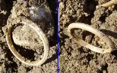 AH Gold Ring 4.webp