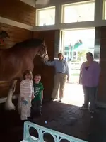 clydesdale.webp