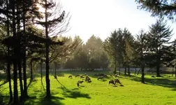elk 2 017.webp