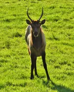 elk 2 023.webp