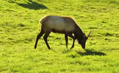 elk 2 028.webp