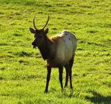 elk 2 031.webp