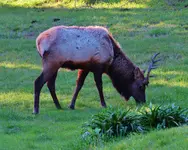 elk 2 038.webp