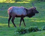 elk 2 039.webp