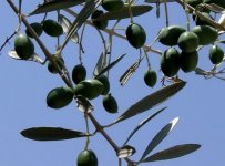 Olive branch.JPG