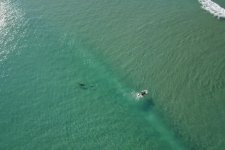 Drone-pilot-shocked-by-sharks-swimming-around-Florida-surfers.jpg