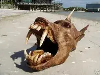 dog-mouth.webp