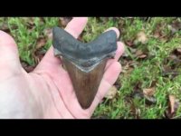 Prehistoric Shark Tooth.jpg
