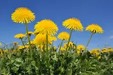 dandelion.webp
