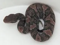 florida_cottonmouth_juvenile1.webp