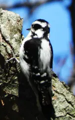 DSCN0554-crop.webp