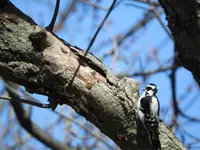 DSCN0554.webp