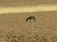 mange coyote 2.webp