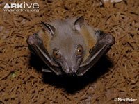 Lesser-short-nosed-fruit-bat-hanging-from-roost.jpg