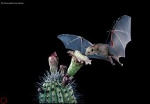 nectar-bat.jpg