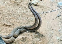 Rattlesnake 029.jpg