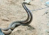 Rattlesnake 029.webp
