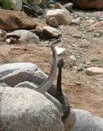 Rattlesnake 021.webp