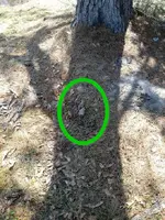 2018-04-01 14_30_50-Egg 3 Brooklyn -When I went to check on it 04.01.2018 A.webp
