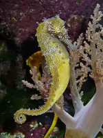 450px-Hippocampus_barbouri_01.webp