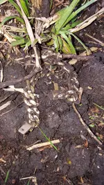 Rob gold bracelet in dirt.webp