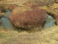 walk 032617 5.webp