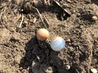 marbles.webp