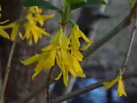 yellowbells_before.webp