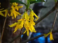 yellowbells_after.webp