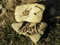 DSCN0521.webp