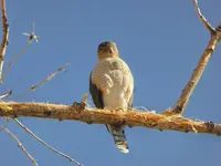 walk 040118 1 hawk.webp