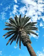 winter in socal.webp